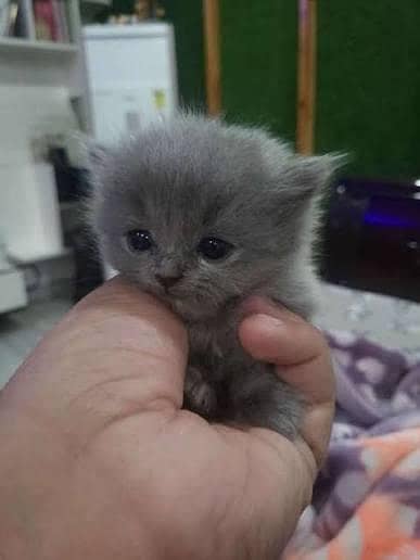 Beautiful Triple coat kitten for sale( available for adoption)