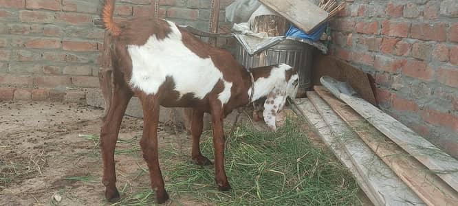 Tayyar Beetal Bakri - Heavy Breed - Daska