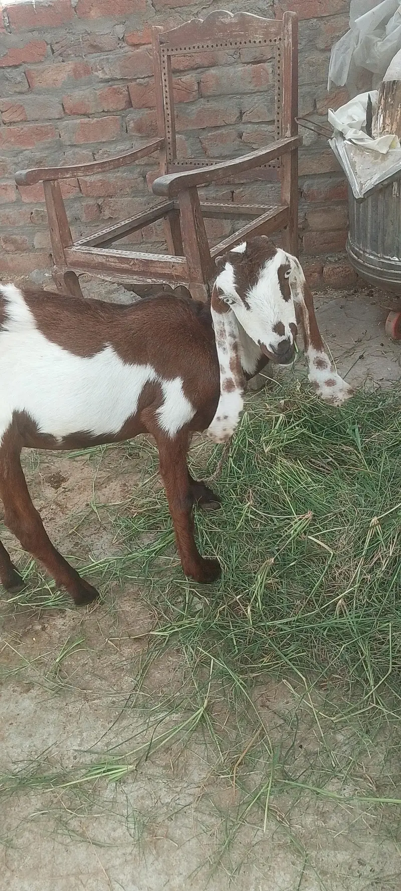 Tayyar Beetal Bakri - Heavy Breed - Daska — photo 2