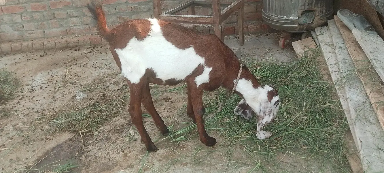 Tayyar Beetal Bakri - Heavy Breed - Daska — photo 3