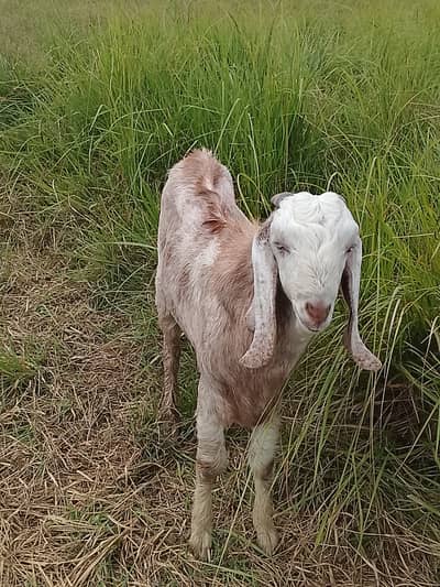 Bakra for sale