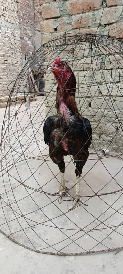 Aseel patha for sale
