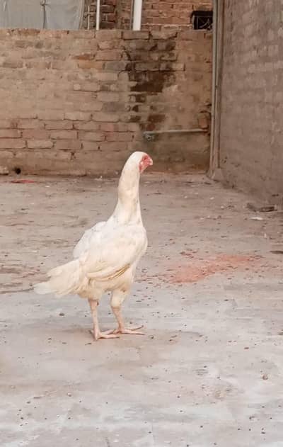PURE PAPER WHITE HEERA MURGi