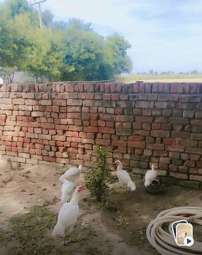 Heera weight aseel hen pair for sale