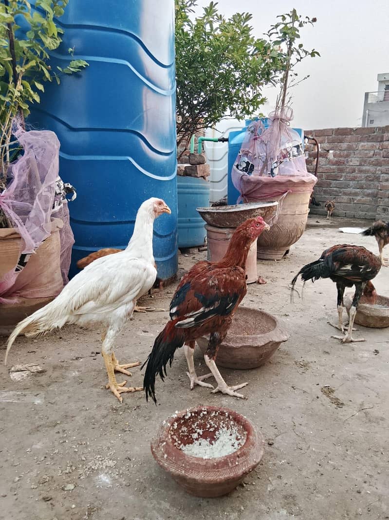 aseel patha 1