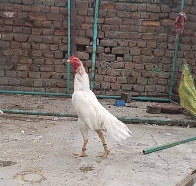 Heera Aseel Patha Home Breed