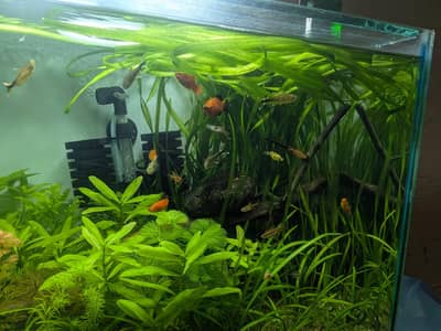 Aquarium plants, low tech aquatic plants ,pond plants