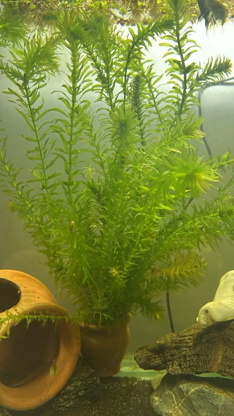 Aquarium plants, low tech aquatic plants ,pond plants — photo 2