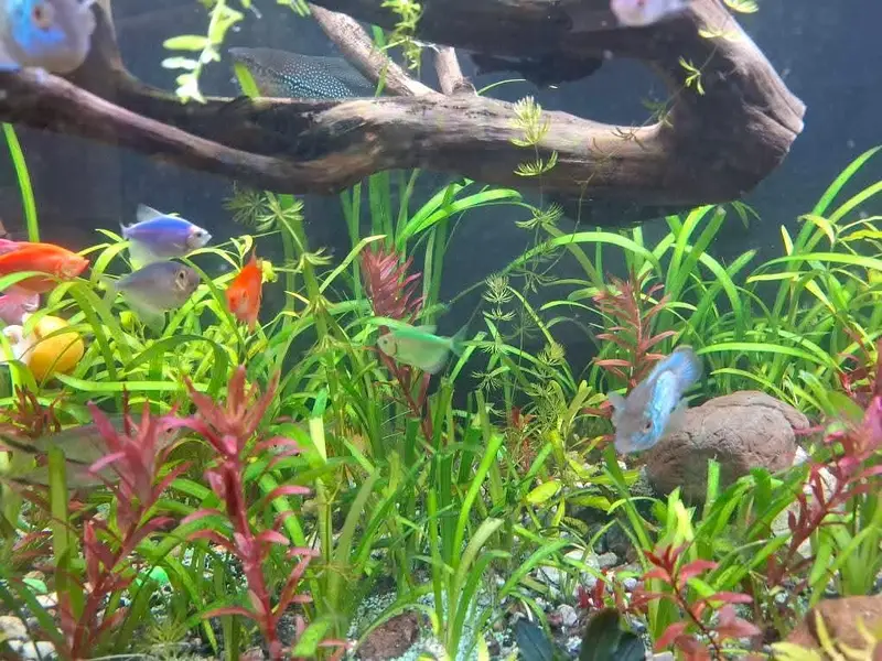 Aquarium plants, low tech aquatic plants ,pond plants — photo 4