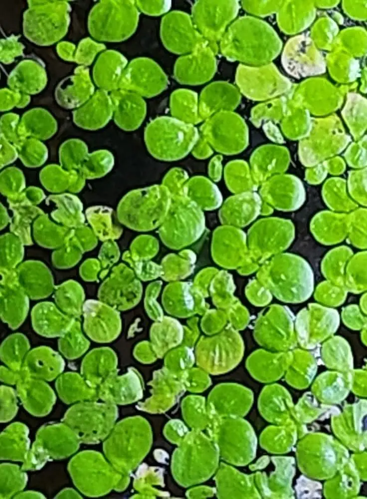 Aquarium plants, low tech aquatic plants ,pond plants — photo 5