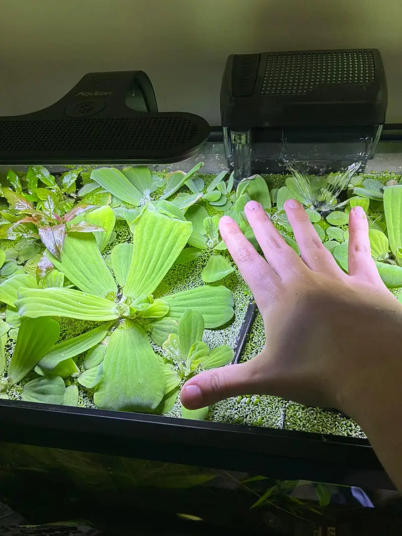Aquarium plants, low tech aquatic plants ,pond plants — photo 6