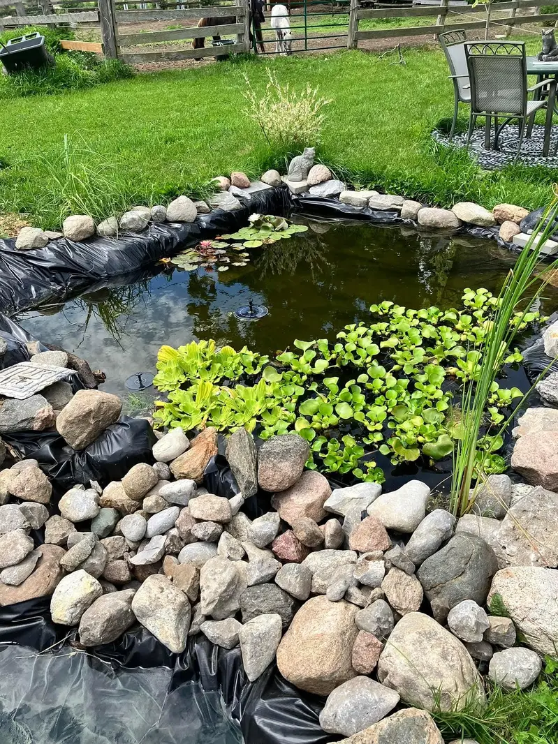 Aquarium plants, low tech aquatic plants ,pond plants — photo 7