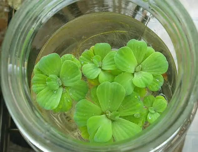 Aquarium plants, low tech aquatic plants ,pond plants — photo 8