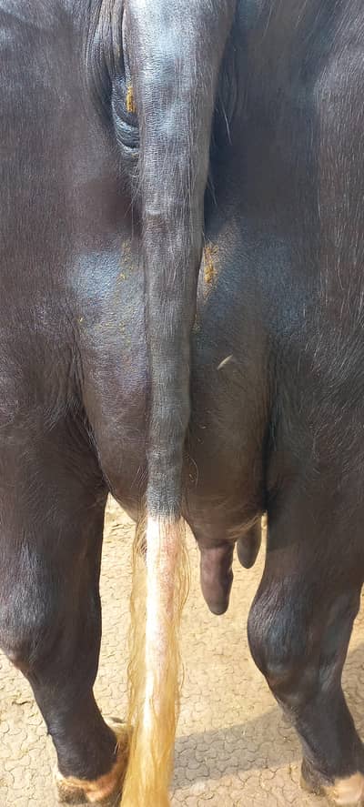 Buffalo for sale 1st timer sath katti milk 17kg guranttee