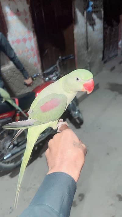 kashmiri raw patha