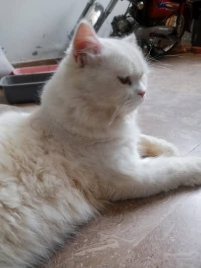 cat ha mal ha