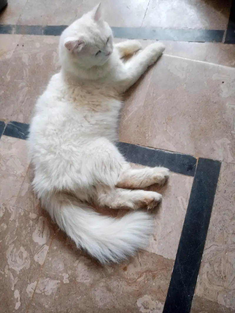 cat ha mal ha — photo 2