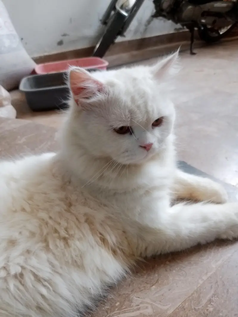 cat ha mal ha — photo 3