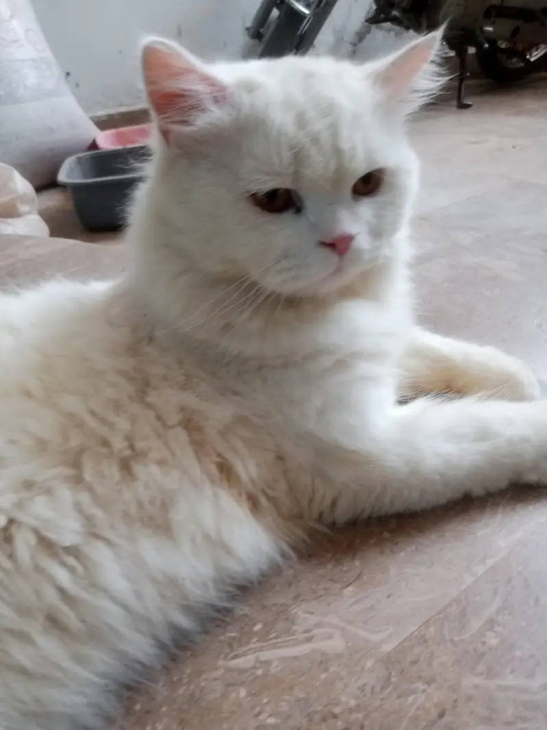 cat ha mal ha — photo 4