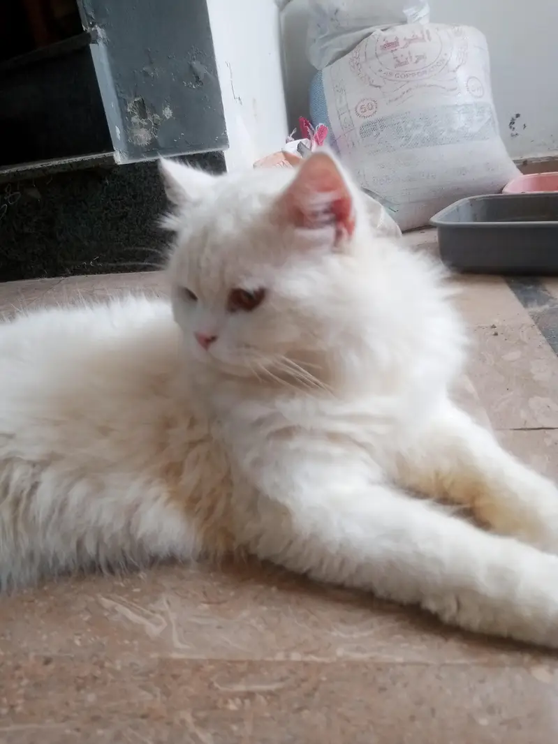 cat ha mal ha — photo 5