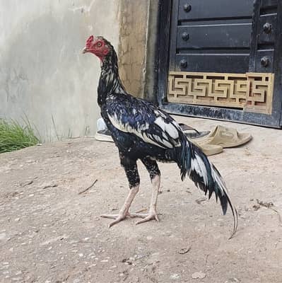 Mushka Lassani Aseel patha