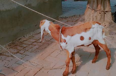 Healthy Spotted Bakra for Sale – Rs. 35,000