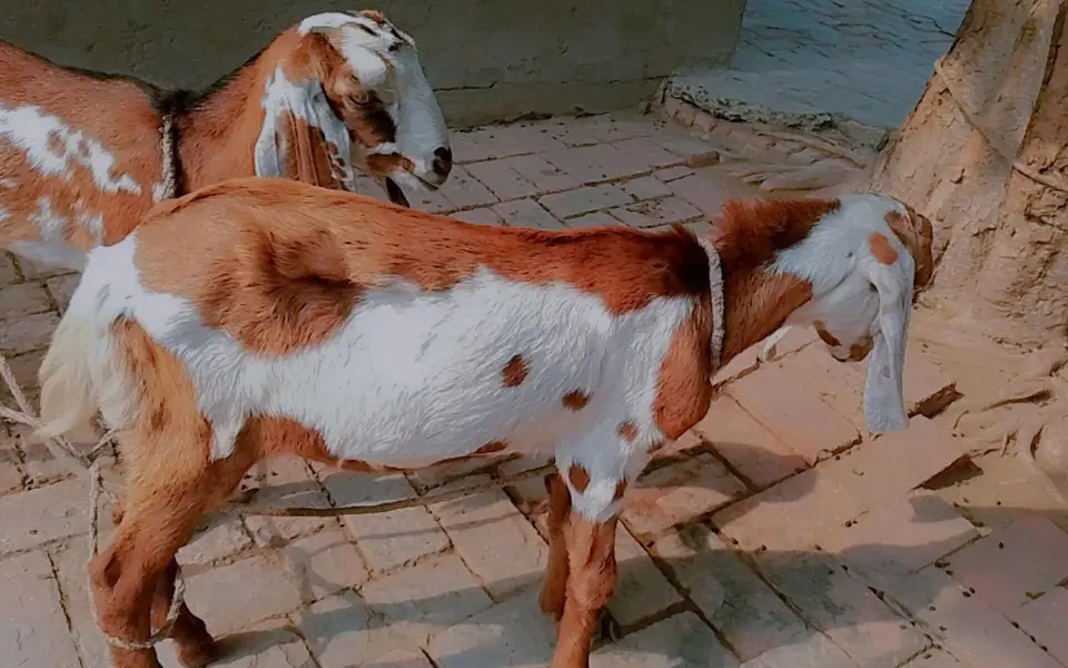 Healthy Spotted Bakra for Sale – Rs. 35,000 — photo 2