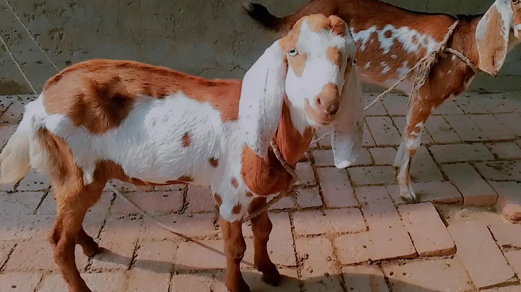 Healthy Spotted Bakra for Sale – Rs. 35,000 — photo 3