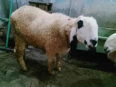 SHEEP urgent sale 3 (2) ready for baby