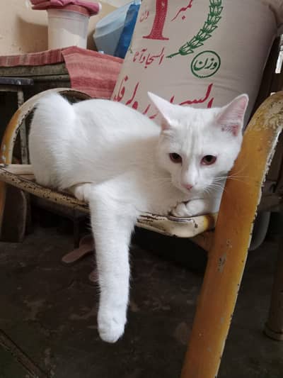 Persian cat for Sale