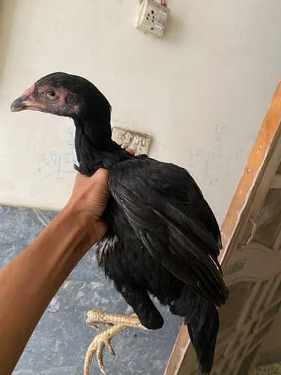 ASEEL SHAMO MALE AND THAI FEMALE FOR SELL