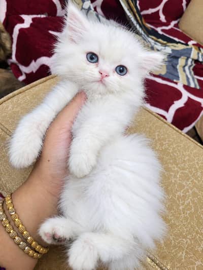 parsian kitten