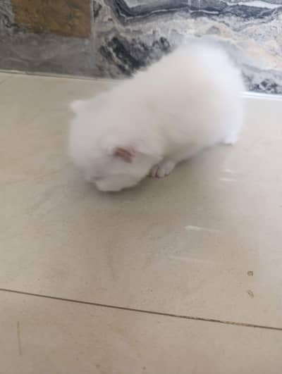 I want to sale percian cats baby