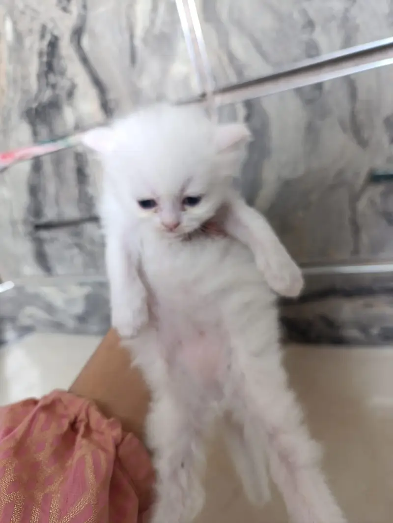 I want to sale percian cats baby — photo 2