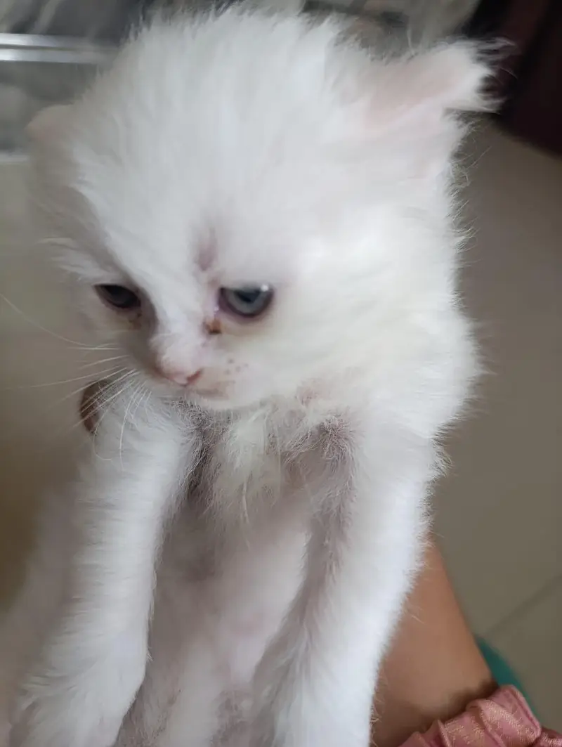 I want to sale percian cats baby — photo 3