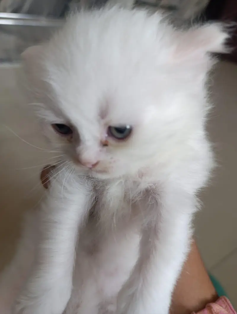 I want to sale percian cats baby — photo 4