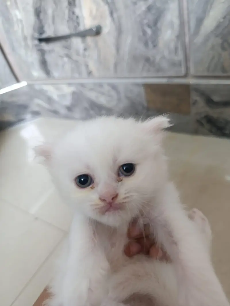 I want to sale percian cats baby — photo 5