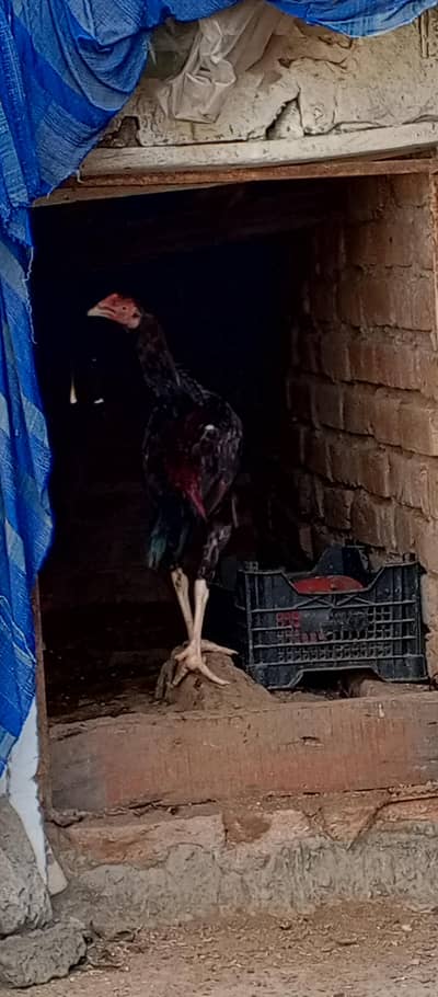 Aseel mian wali pathy for sale home breed hai