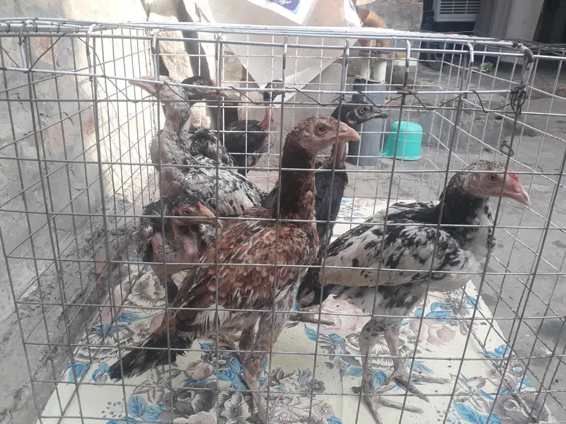 Aseel Chicks 7 — photo 2
