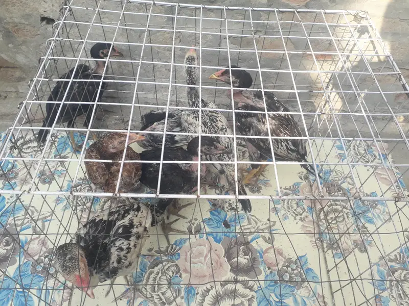Aseel Chicks 7 — photo 3