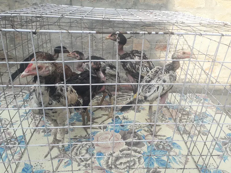 Aseel Chicks 7 — photo 4