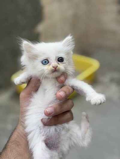 Beautiful White Persian Kittens | Soft Fluffy Triple Coat & Hazel Eyes