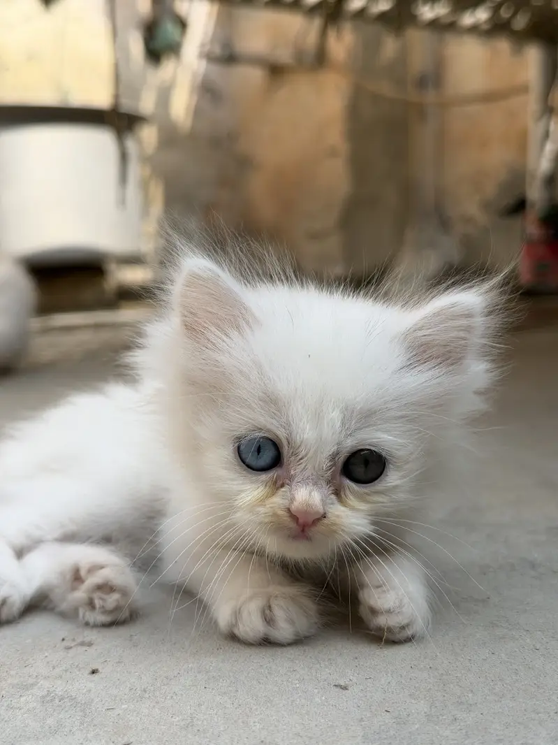 Beautiful White Persian Kittens | Soft Fluffy Triple Coat & Hazel Eyes — photo 2