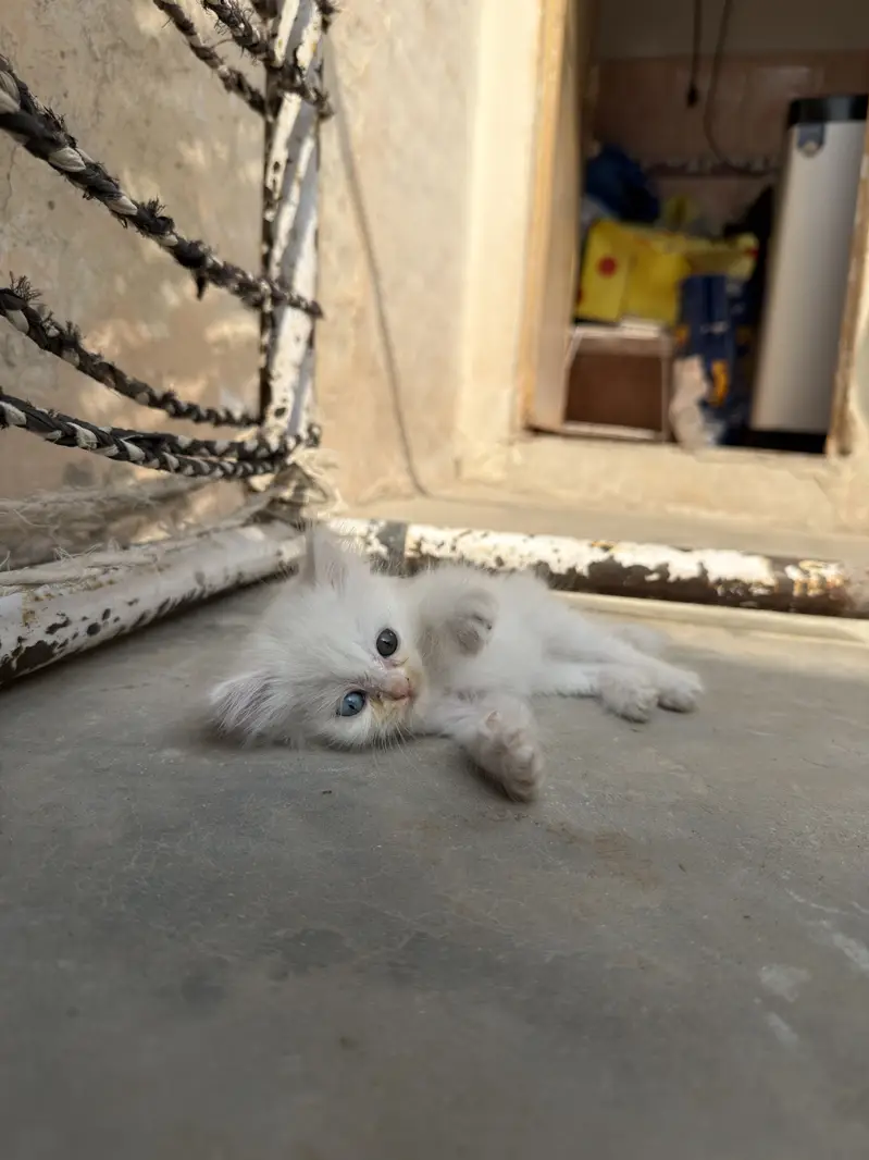 Beautiful White Persian Kittens | Soft Fluffy Triple Coat & Hazel Eyes — photo 3