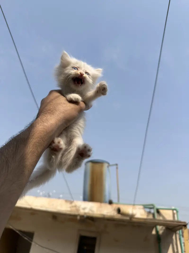 Beautiful White Persian Kittens | Soft Fluffy Triple Coat & Hazel Eyes — photo 4