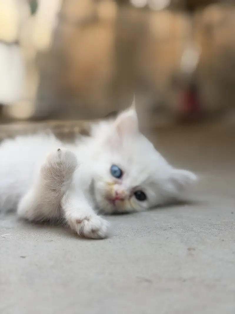 Beautiful White Persian Kittens | Soft Fluffy Triple Coat & Hazel Eyes — photo 5