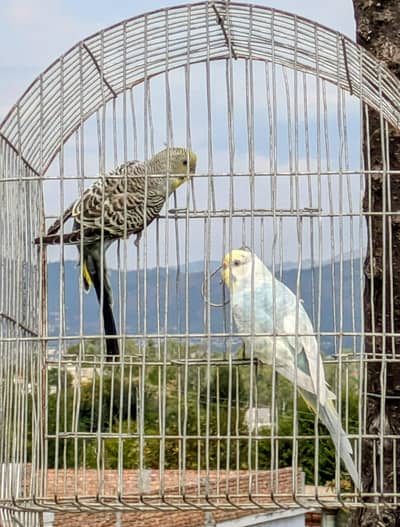 Budgies Pair for sale