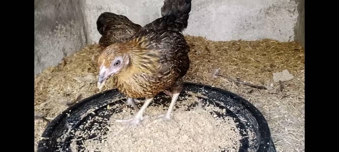 GOLDEN MISRI FEMALE