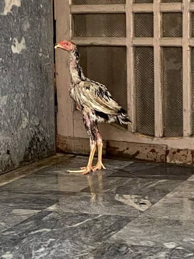 ASEEL SHAMO MALE AND THAI FEMALE FOR SELL