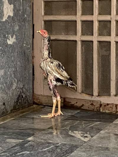 ASEEL SHAMO MALE AND THAI FEMALE FOR SELL